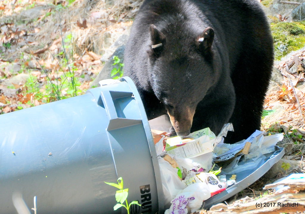 With bears in Asheville backyards, be ‘BearWise’ about managing trash ...