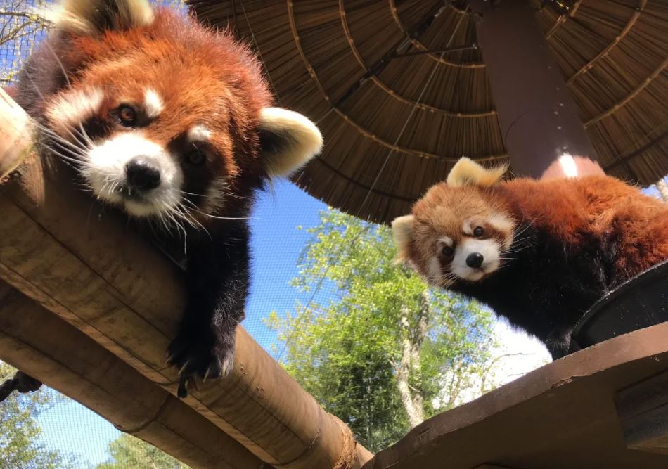 WNC Nature Center To Reopen Oct 5 The City Of Asheville   Red Pandas 