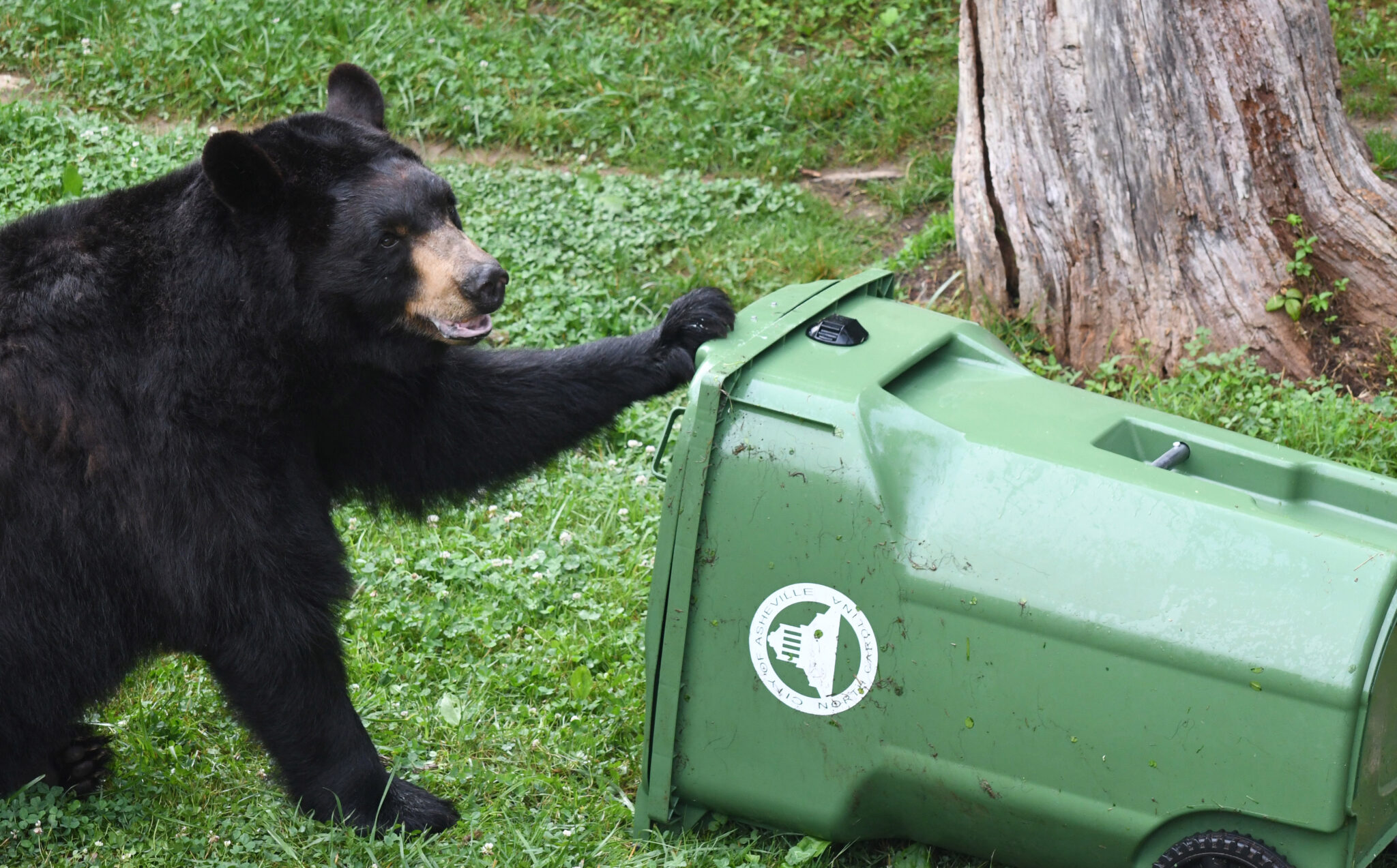 City of Asheville rolls out a fresh round of bear-resistant trash carts ...