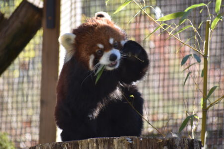 red panda at Nature Center eating bamboo