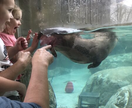 visitors observe otter exhibit at the WNC Natures Center