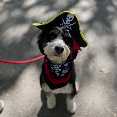 black and white dog in pirate costume