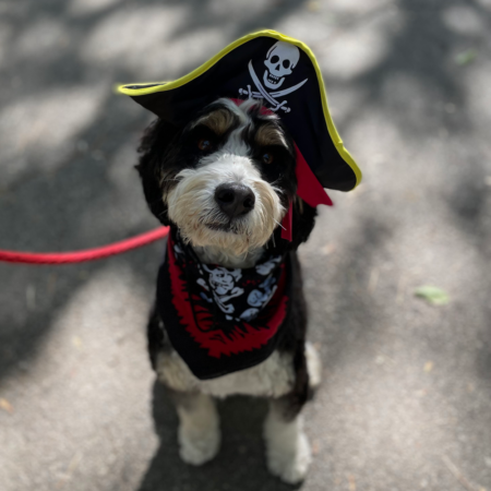 black and white dog dressed as a pirate