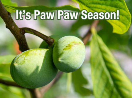 picture of pawpaw on limb