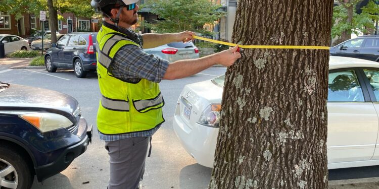 Arborist measuring tree