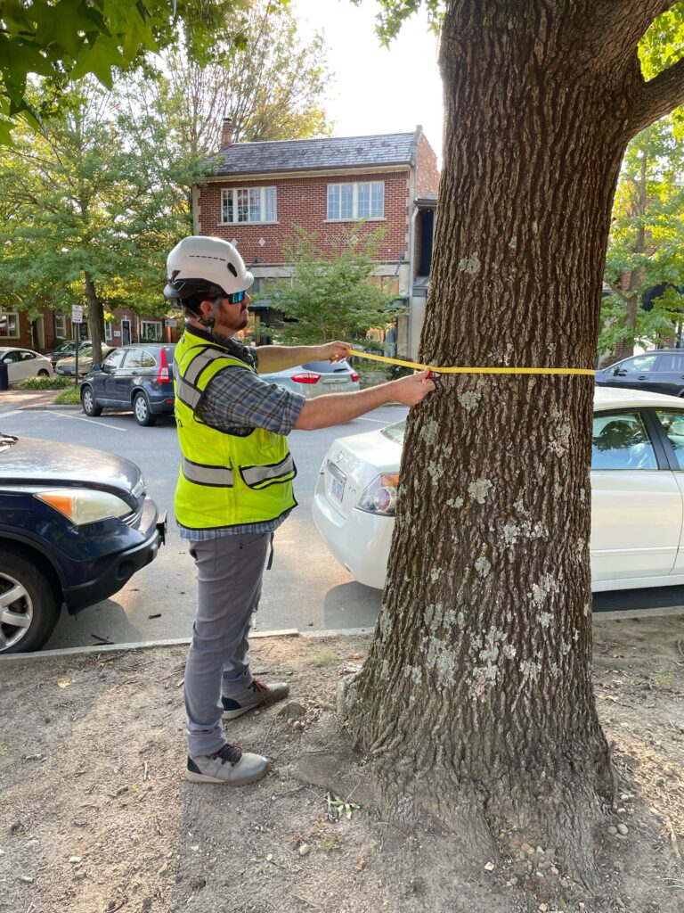 Arborist measuring tree