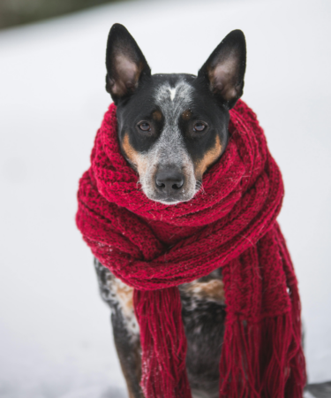 dog with black and gray face wearing red scarf