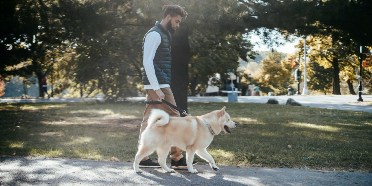 African American man walking a white dog on a leash