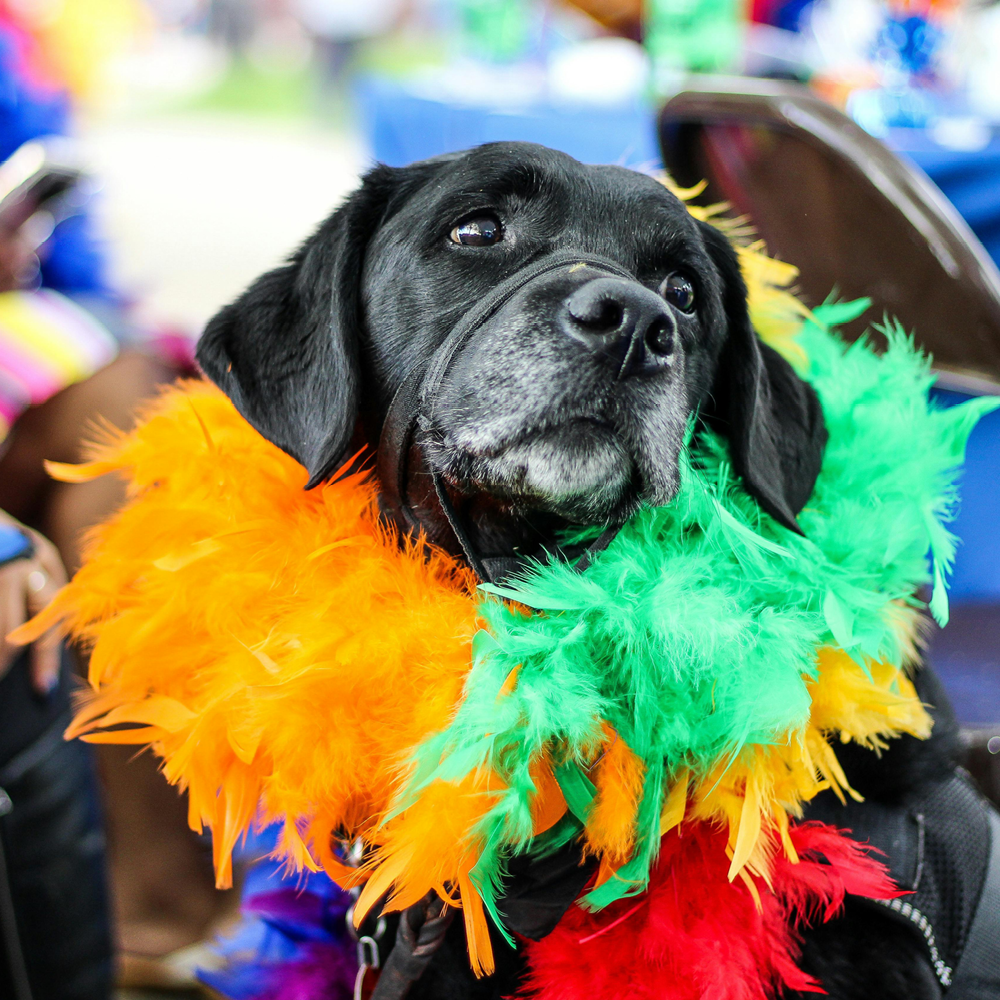 mardi gras parade 2025 street closures